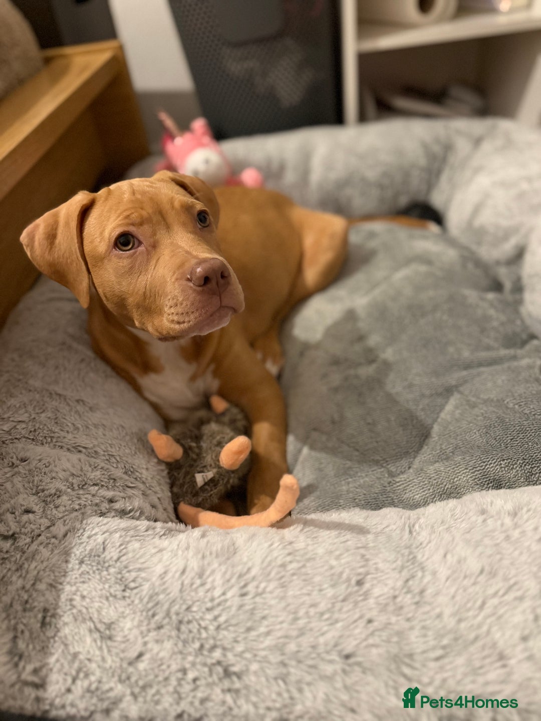 Staffordshire Bull Terrier dogs for sale: Staffordshire bull terrier for sale  - Image 4