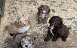 Cockapoo dogs for sale: Cockerpoo pups ready now - Image 1