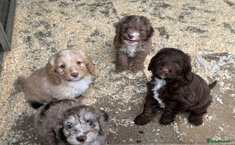 Cockapoo dogs - Advert 3