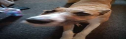 Mixed Breed dogs for sale: Milo (Lurcher) RESERVED - Advert 3
