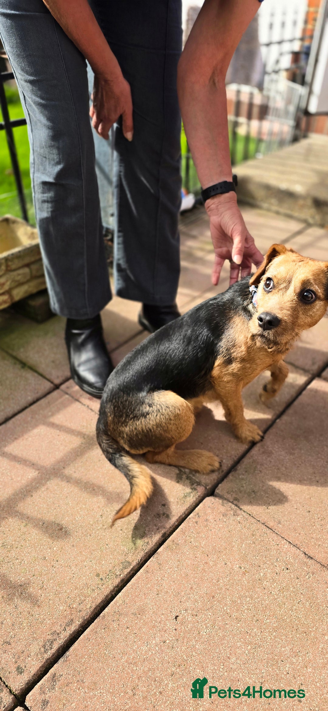 Mixed Breed dogs for adoption: Toby the Terrier - Image 2