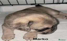Pug dogs for sale: Pug Puppies  - Image 18