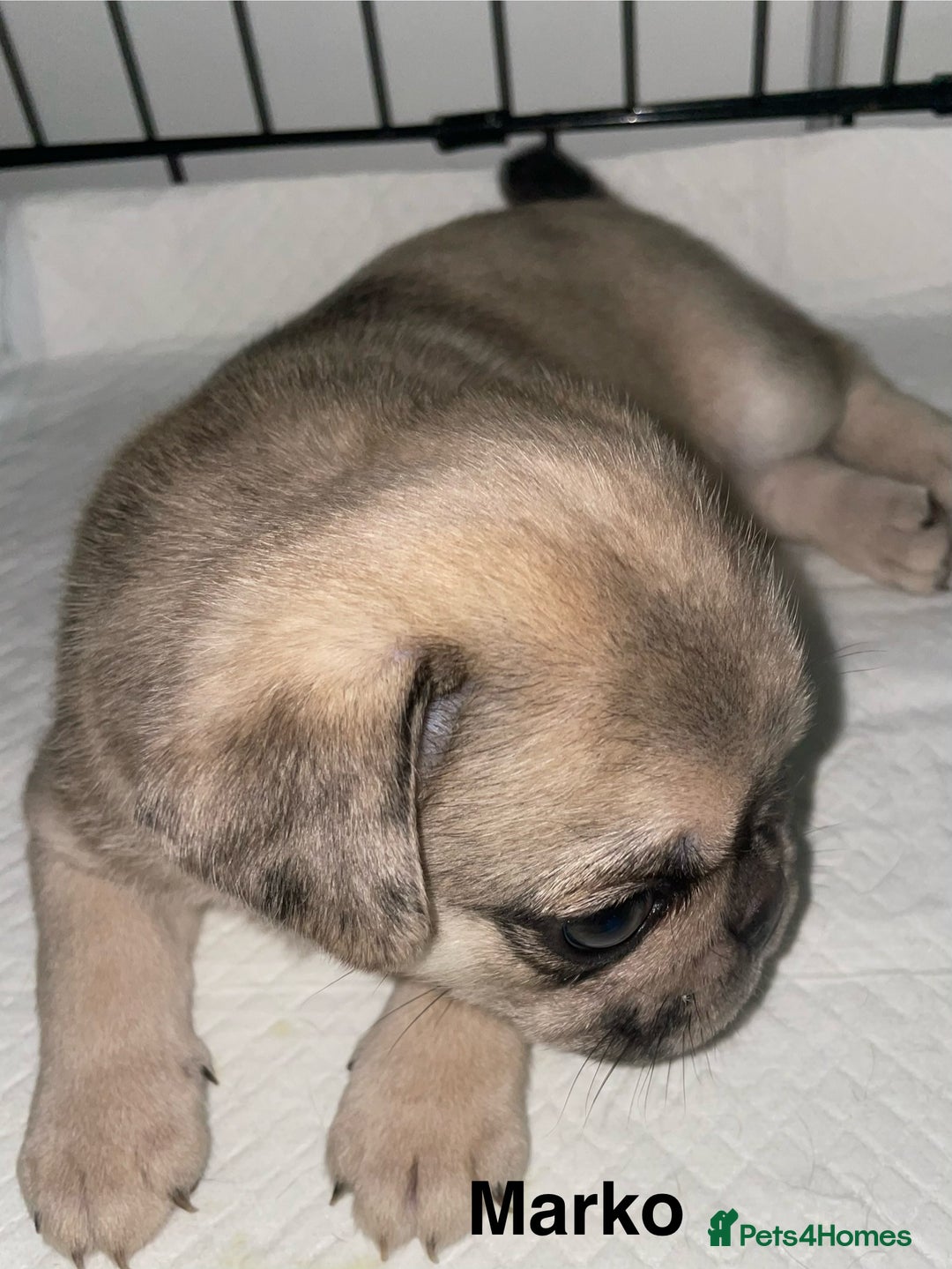 Pug dogs for sale: Pug Puppies  - Image 18