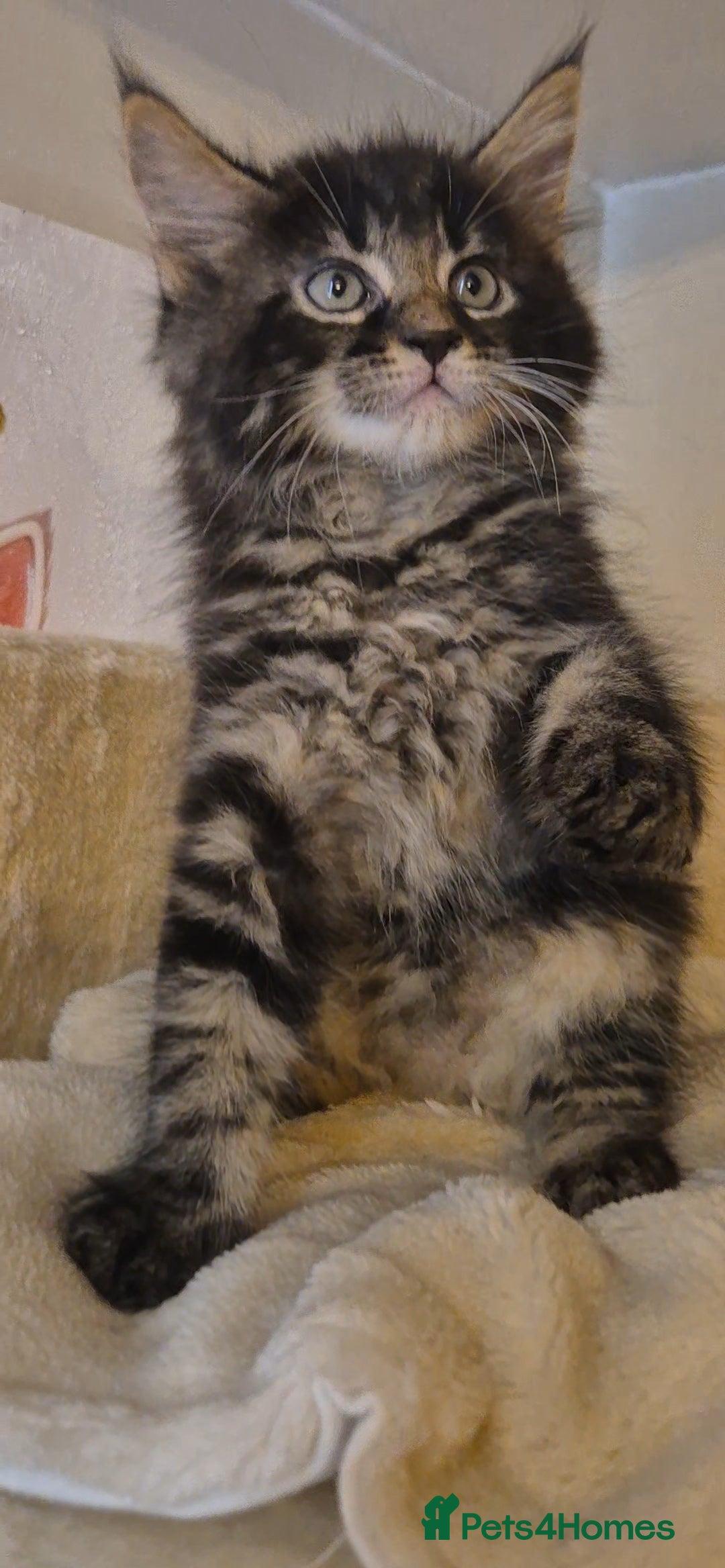 Maine Coon cats for sale: Friendly Maine coone mix baby's ready to go  - Advert 35