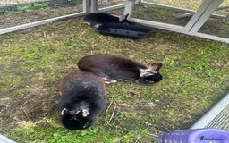 Netherland Dwarf rabbits for sale:  3 Netherland Dwarf Rabbits – Mum, Dad & Baby  - Image 2