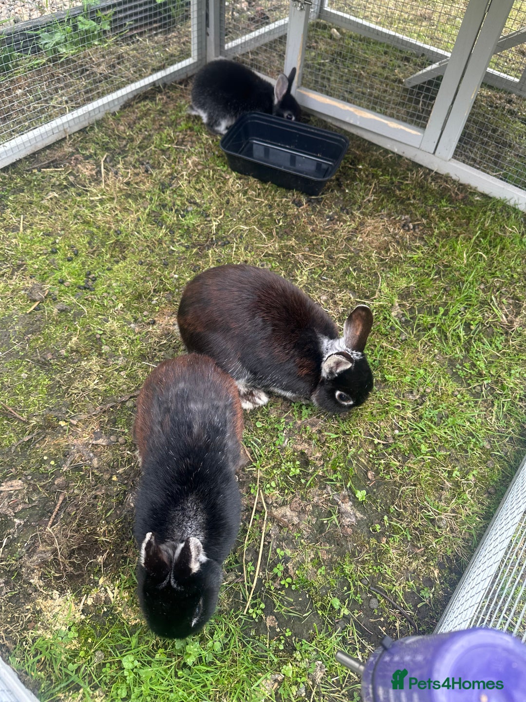 Netherland Dwarf rabbits for sale:  3 Netherland Dwarf Rabbits – Mum, Dad & Baby  - Image 2