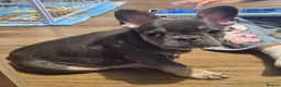 French Bulldog dogs for sale: French bulldog male puppy in London - Advert 3