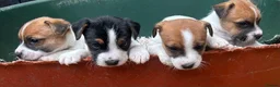 Jack Russell dogs for sale: Fantastic litter of Jack Russell  - Advert 7