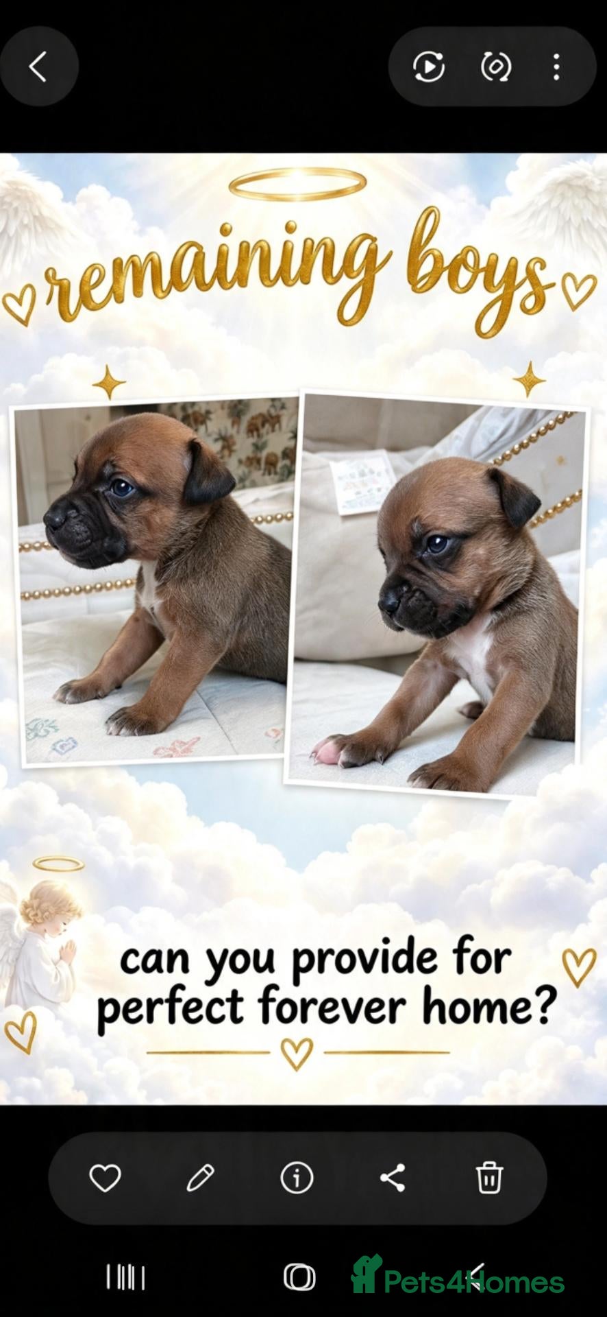 Staffordshire Bull Terrier dogs 6 pups looking for there 5 star homes  - Advert 4