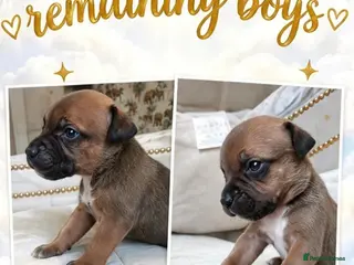 Staffordshire Bull Terrier dogs 6 pups looking for there 5 star homes - Advert 4