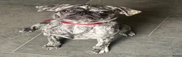 Frug dogs for sale: Beautiful female frug  - Advert 3