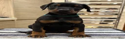 Dobermann dogs for sale: Top Quality Dobermann Puppies Available - Advert 11