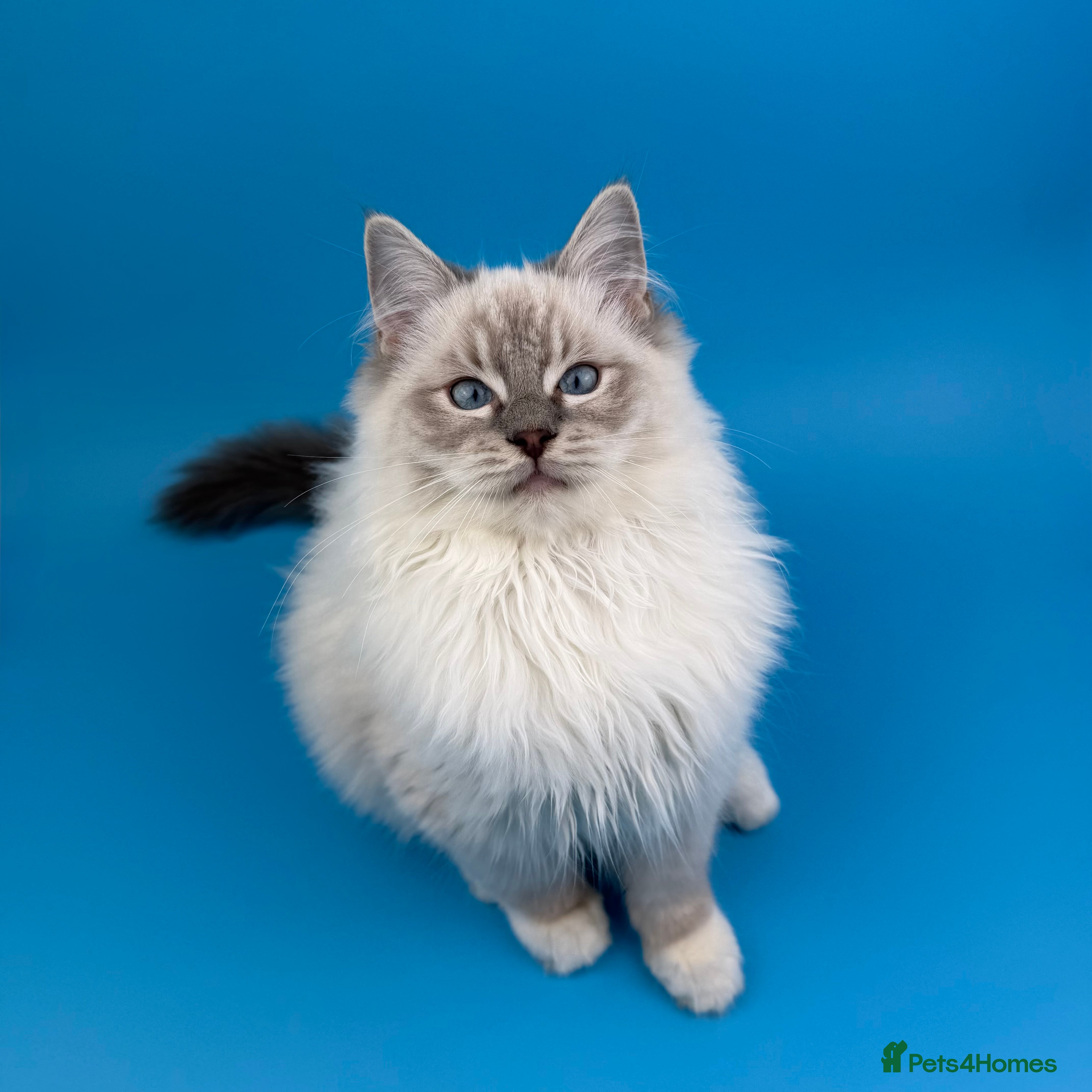 Ragdoll cats ❤️ STUNNING GCCF GRCH SIRED RAGDOLL KITTENS 💚 - Advert 5