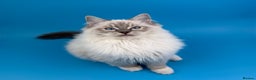 Ragdoll cats for sale: 💙 STUNNING GCCF GRCH SIRED RAGDOLL KITTENS 💙 - Advert 11