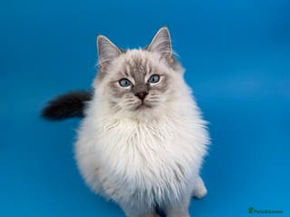 Ragdoll cats ❤️ STUNNING GCCF GRCH SIRED RAGDOLL KITTENS 💚 - Advert 10