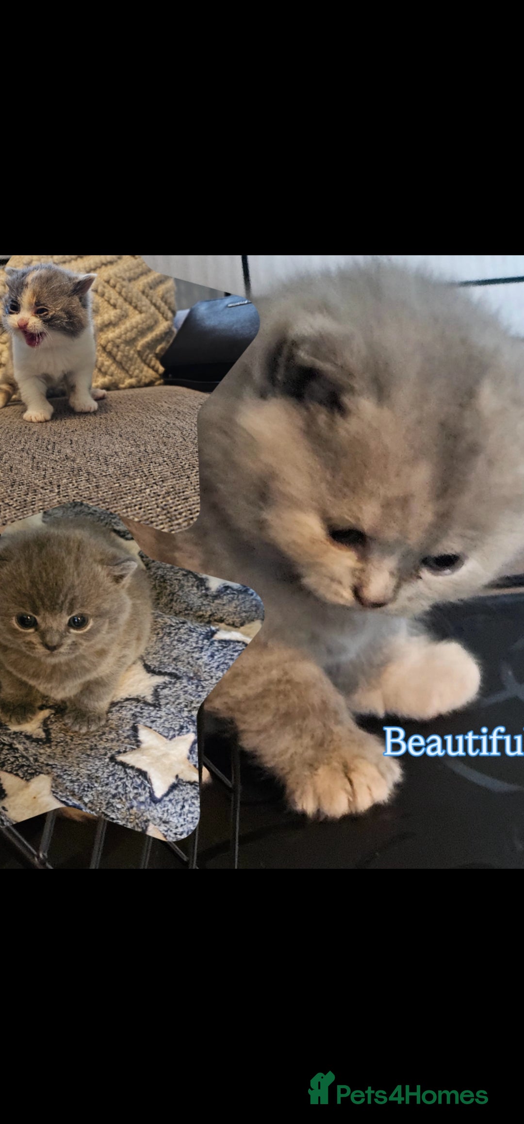 British Shorthair cats for sale: GCCF chunky girl - Advert 2