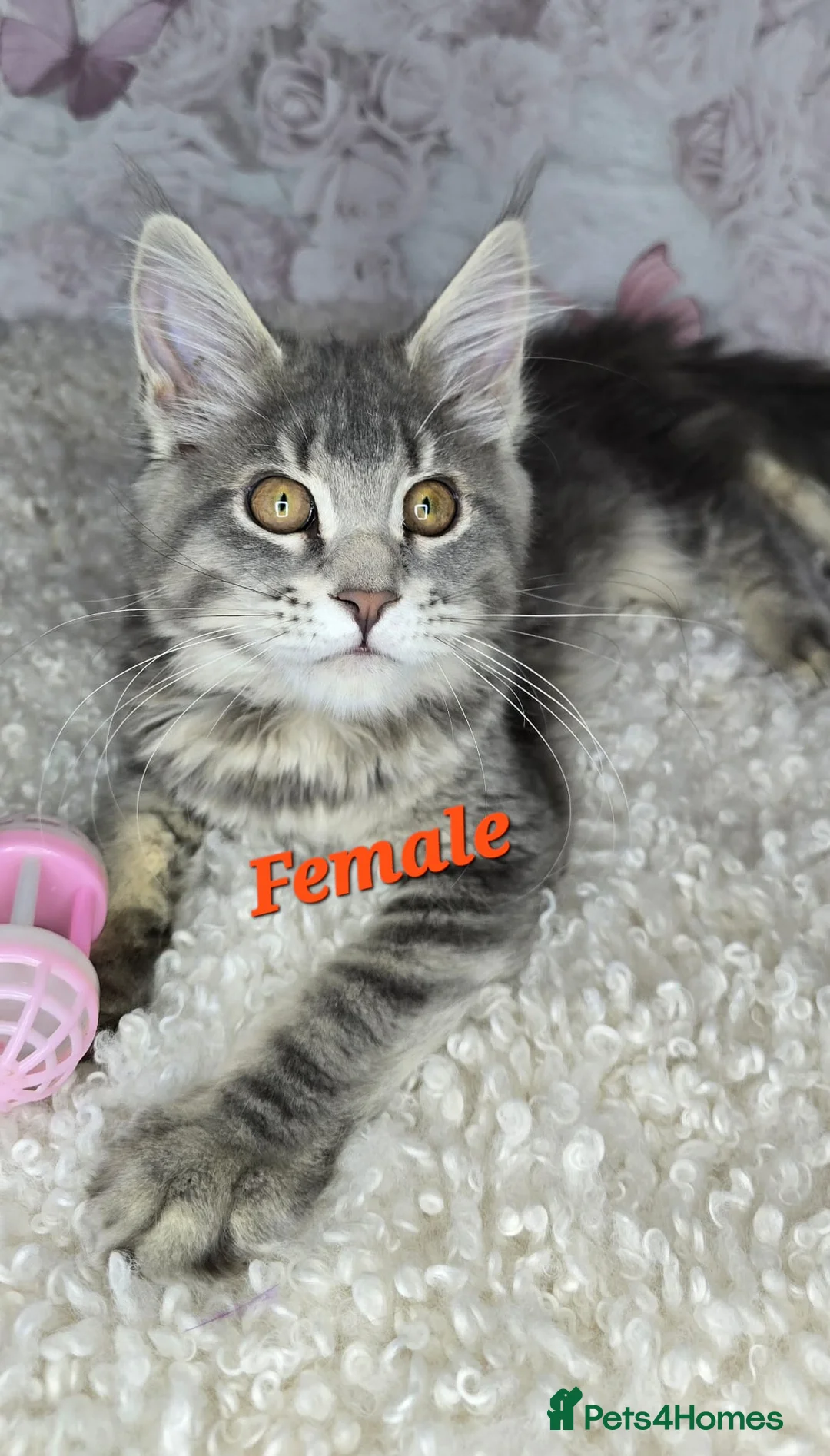 Maine Coon cats for sale: TICA MAINE COON CUBS - Advert 6