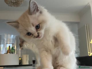 Ragdoll cats Ragdoll Male Kitten Collect January 2026 - Advert 3