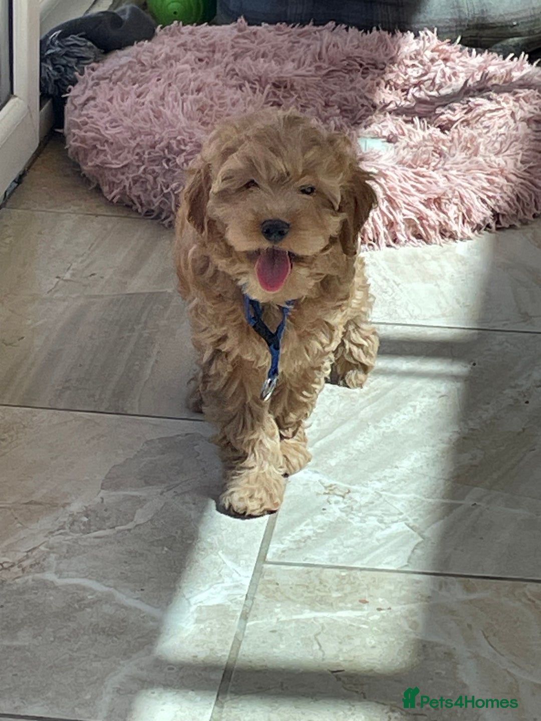 Cavapoochon dogs for sale: Stunning girls and boys - Image 6