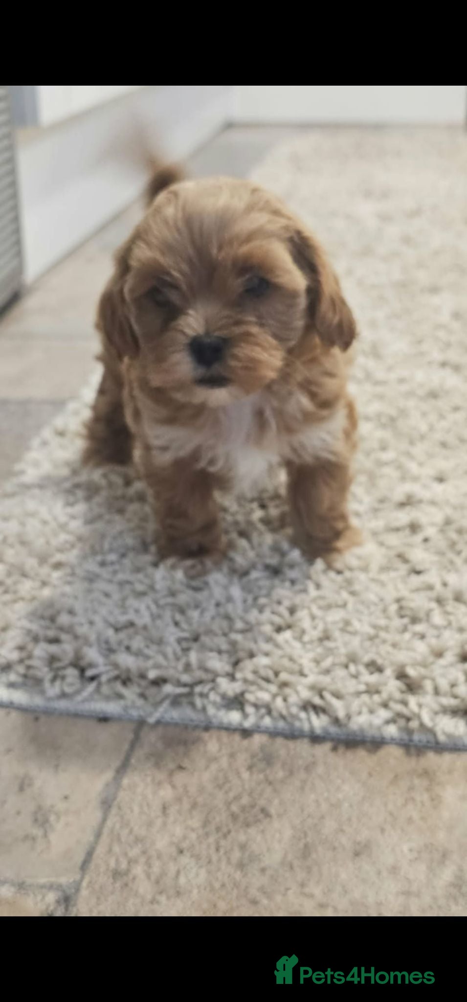 Maltipoo dogs READY TO LEAVE Tiny Toy Maltipoo puppies 🐶 - Advert 1