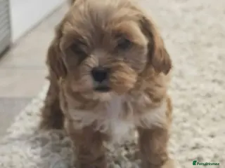 Maltipoo dogs READY TO LEAVE Tiny Toy Maltipoo puppies 🐶 - Advert 1