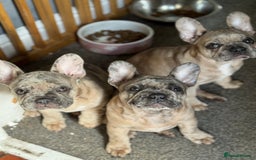 French Bulldog dogs for sale: 2 STUNNING BOY FRENCHIES LEFT…. REDUCED‼️‼️ in Stoke-on-Trent - Image 7