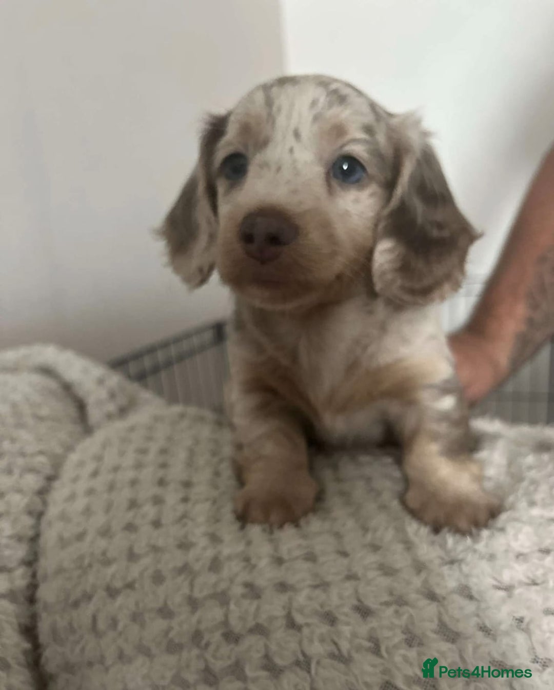 Miniature Dachshund dogs for sale: Beautiful Long-Haired Miniature Dachshund Puppies! - Advert 5