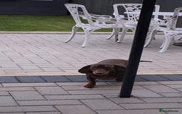 Miniature Dachshund dogs for sale: Beautiful Dachshund  - Image 4