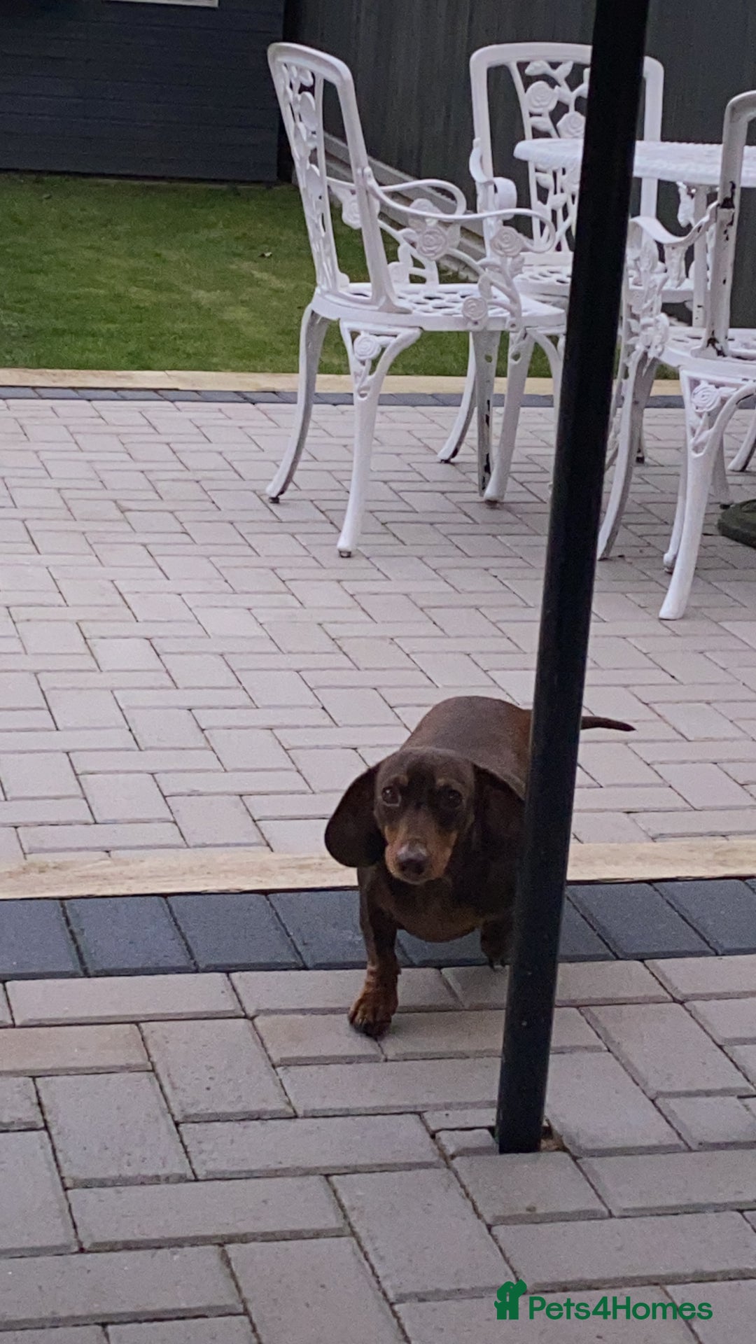 Miniature Dachshund dogs for sale: Beautiful Dachshund  - Image 4