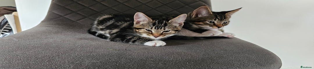 Girl Tabby Kitten 😸