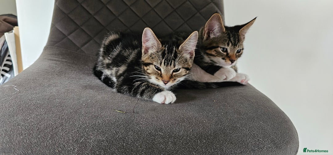 Mixed Breed cats for sale: Beautiful friendly kitties 💖 ready for homes 💕 - Image 36