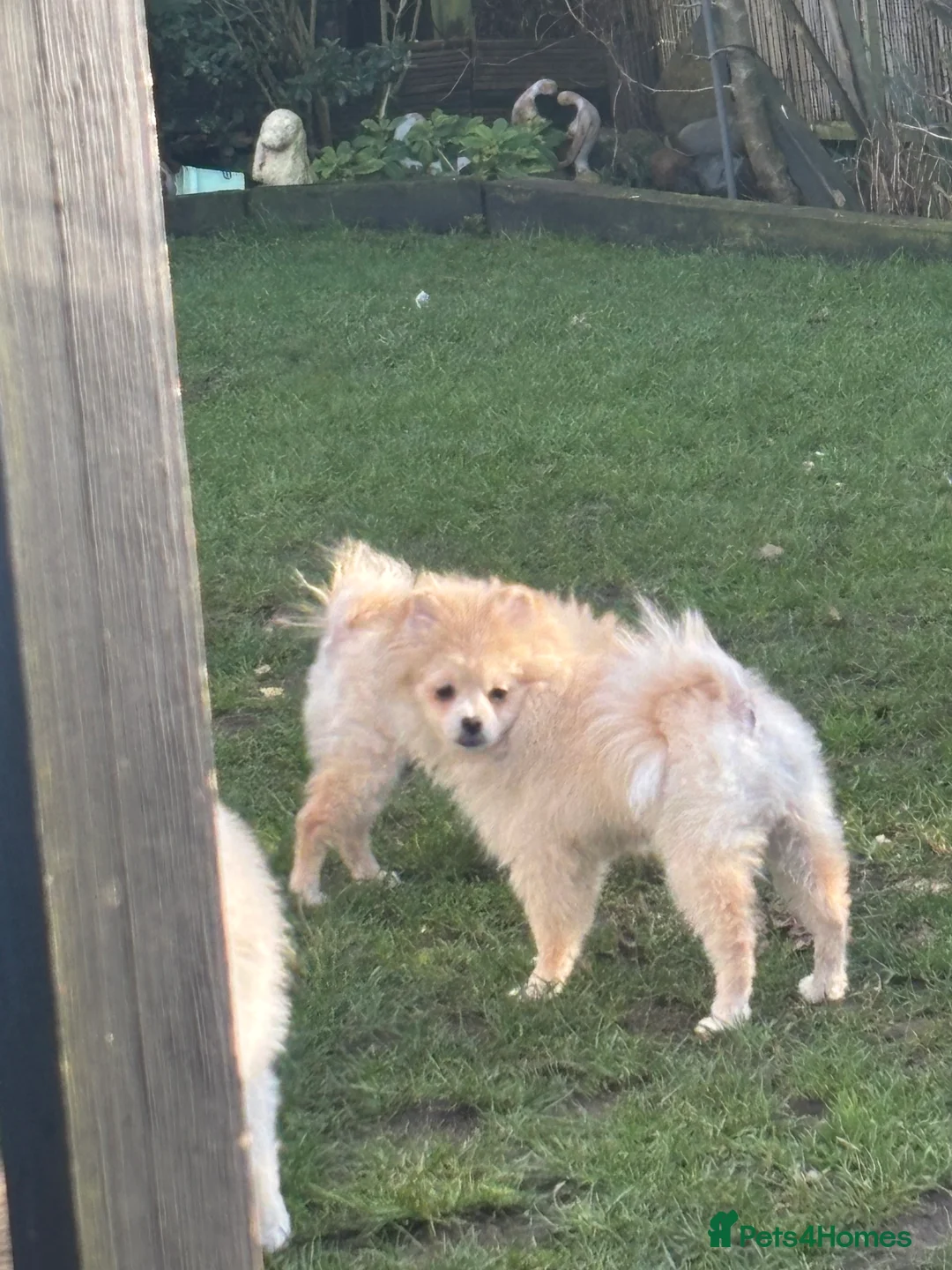 Pomeranian dogs for sale: 2 handsome boys looking for a loving home  - Advert 2