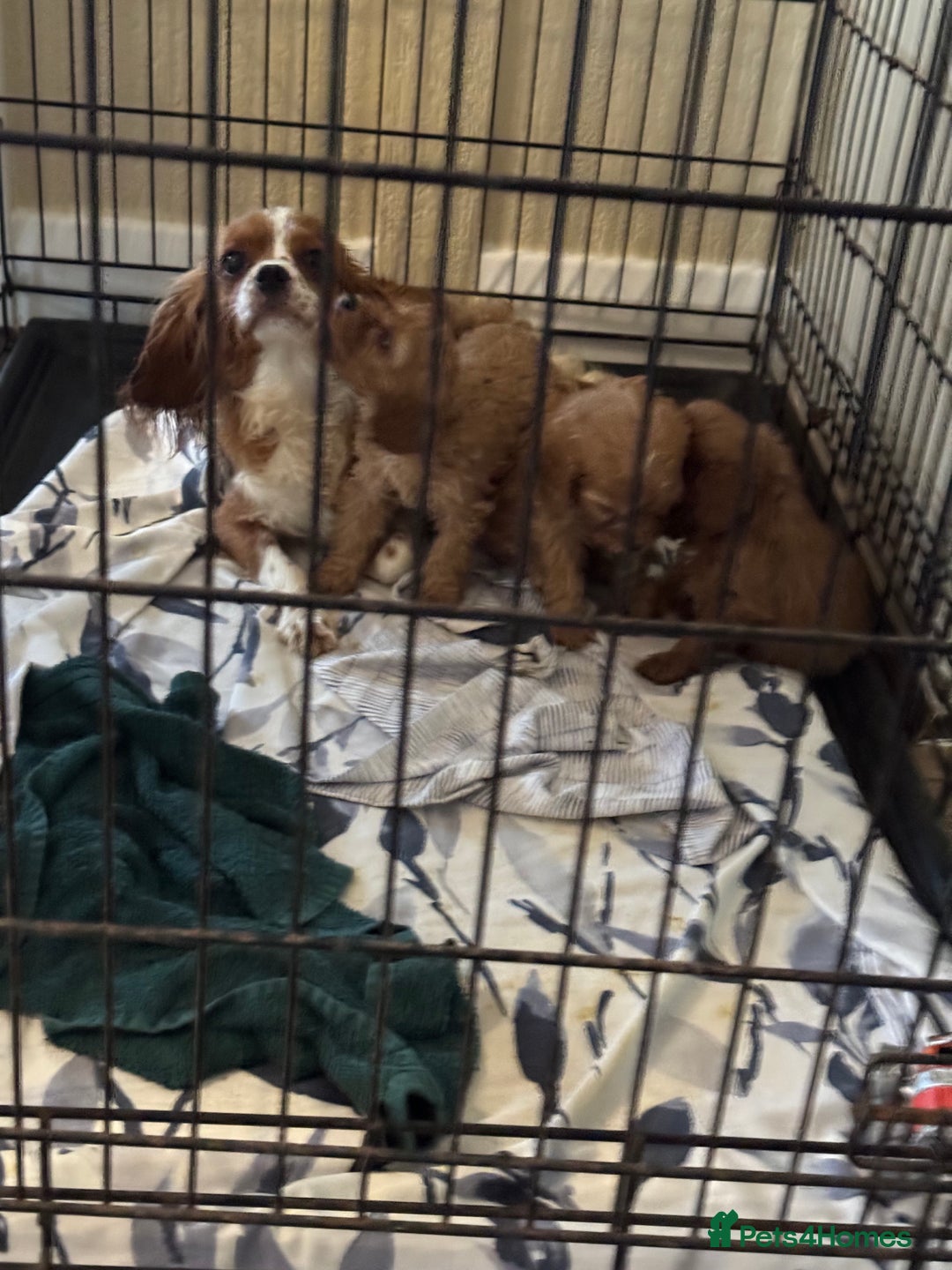 Cavapoo dogs for sale: Cavapoo puppyn - Advert 5