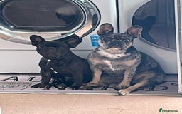 French Bulldog dogs for sale: Female French bulldog puppy - Image 2