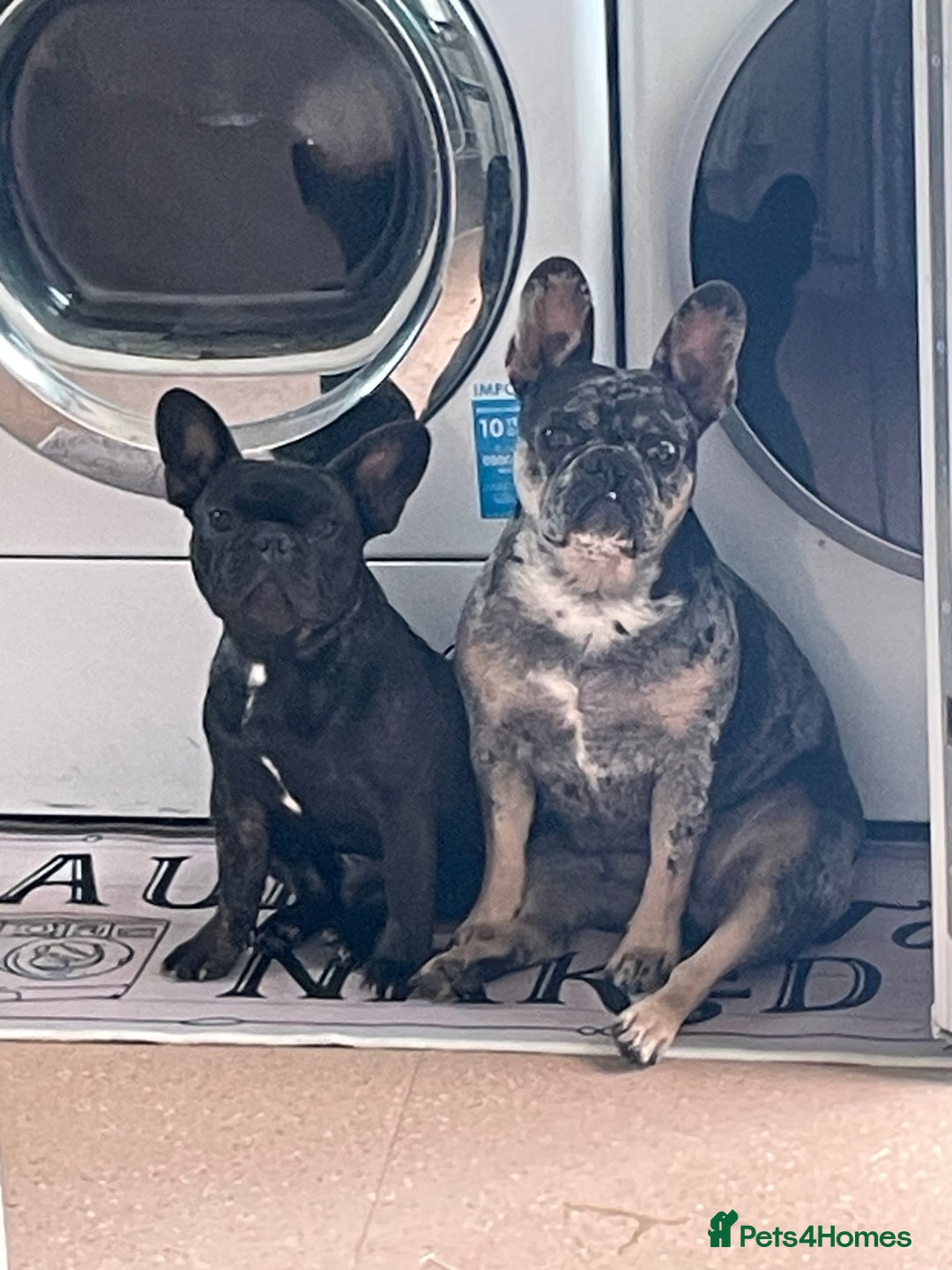 French Bulldog dogs for sale: Female French bulldog puppy - Image 2