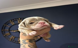 Mixed Breed dogs for sale: English bulldogs  - Advert 1