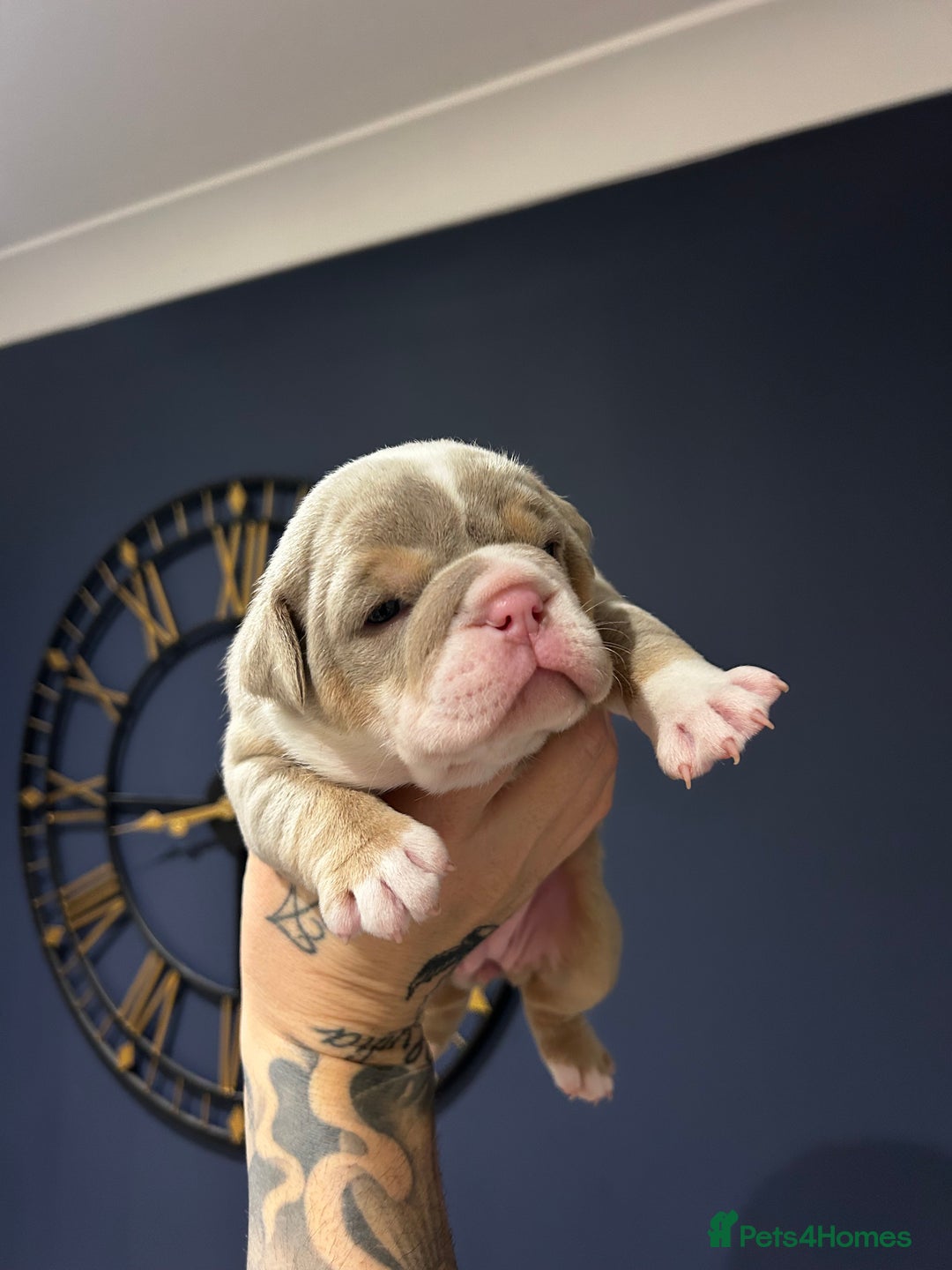 Mixed Breed dogs for sale: English bulldogs  - Advert 1