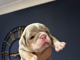 Mixed Breed dogs for sale: English bulldogs - Advert 1