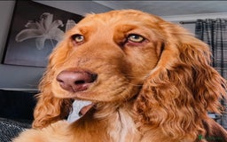 Cocker Spaniel dogs for sale: 2 x Show cocker spaniels (Red) - Image 4
