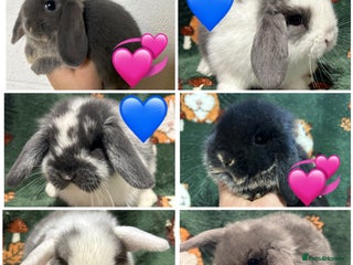 Mini Lop rabbits - Advert 9