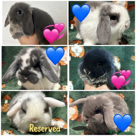Mini Lop rabbits - Advert 3