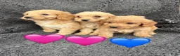 Cockapoo dogs for sale: 3 adorable Cockerpoo puppies  in Leicester - Advert 3