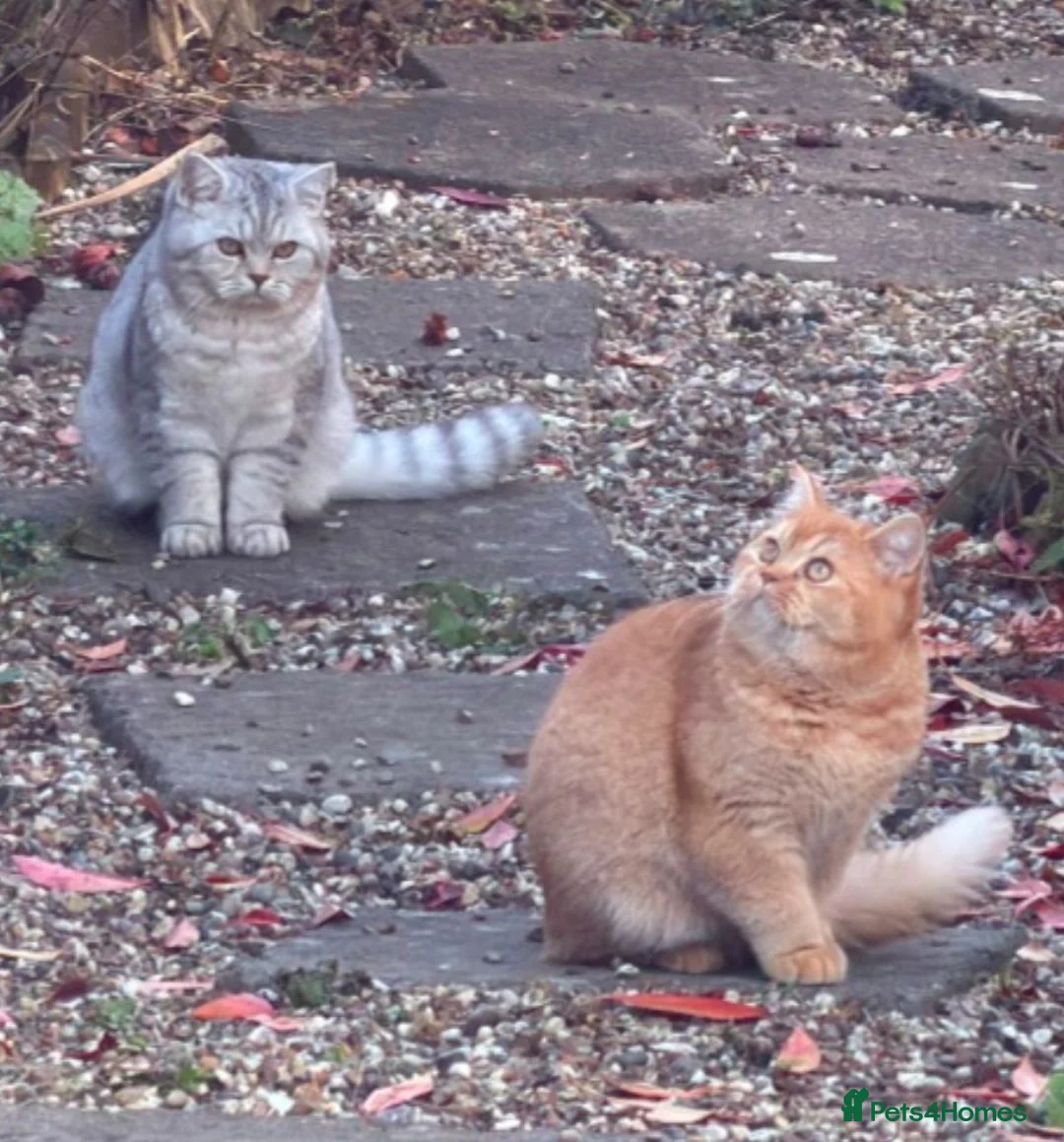 British Shorthair cats for sale: British Shorthair & Longhair Kittens - Advert 7