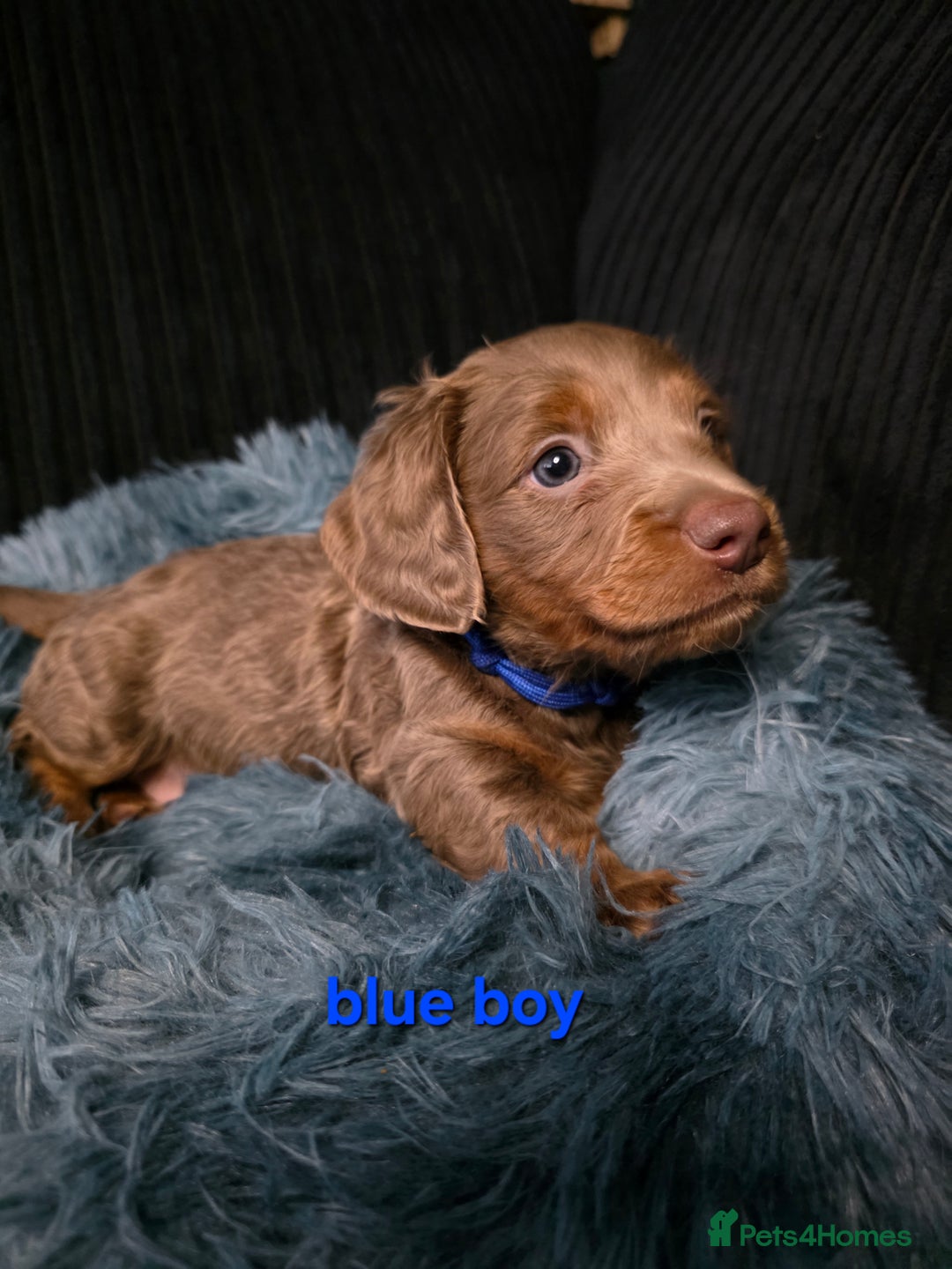 Miniature Dachshund dogs for sale: Isabella tan piebald long hair miniature dachshund - Advert 5