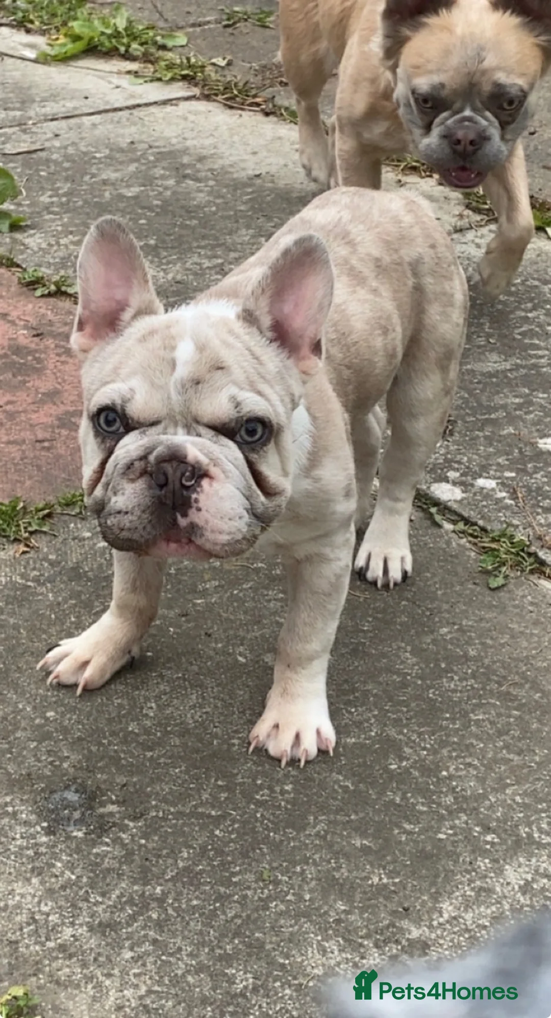 French Bulldog dogs for sale: Rehoming simba  - Advert 2