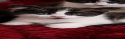 Mixed Breed cats for sale: 4 BEAUTIFUL KITTENS READY FOR FOREVER HOMES - Advert 6