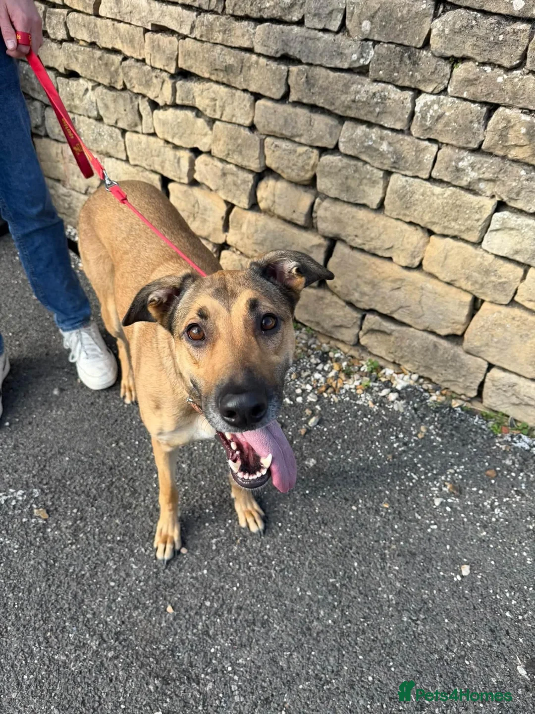Mixed Breed dogs for adoption: Bonnie - Advert 2