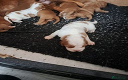 Cockalier dogs for sale: Cockerliers  health tested parents  - Image 27