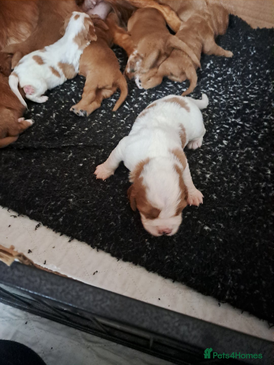 Cockalier dogs for sale: Cockerliers  health tested parents  - Image 27