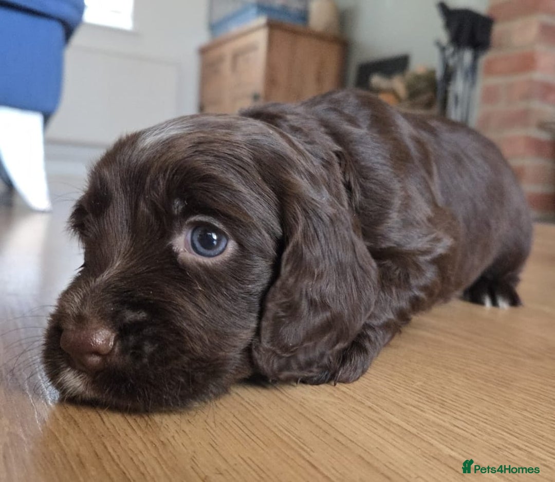 Sprocker dogs for sale: 6 beautiful Sprockers for sale - Image 10
